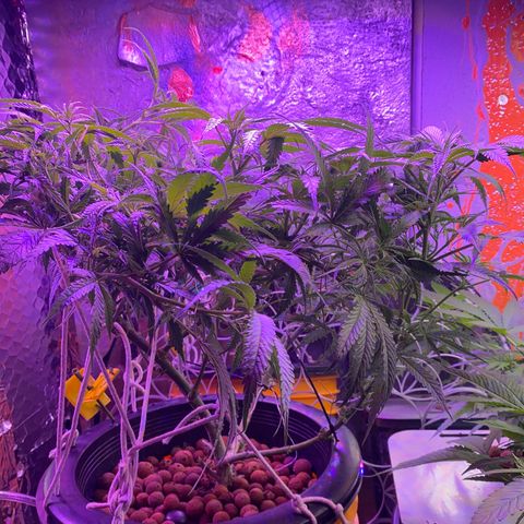 Lambs Clone growlog timeline photo