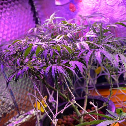 Lambs Clone growlog timeline photo