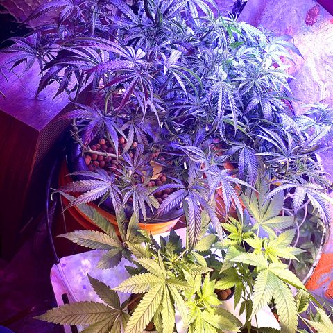 Lambs Clone growlog timeline photo