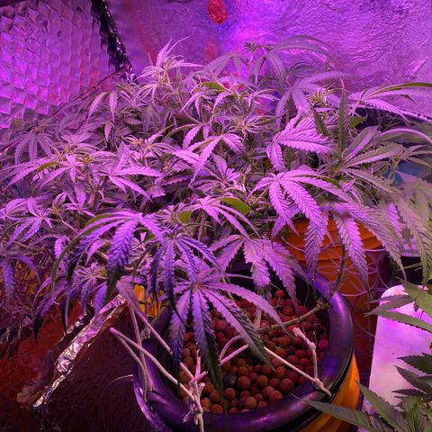 Lambs Clone growlog timeline photo