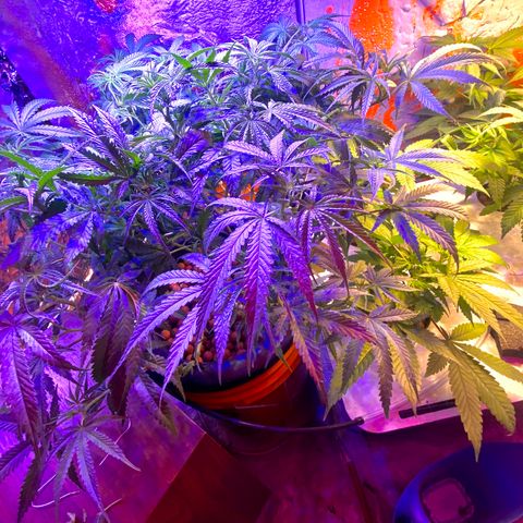 Lambs Clone growlog timeline photo