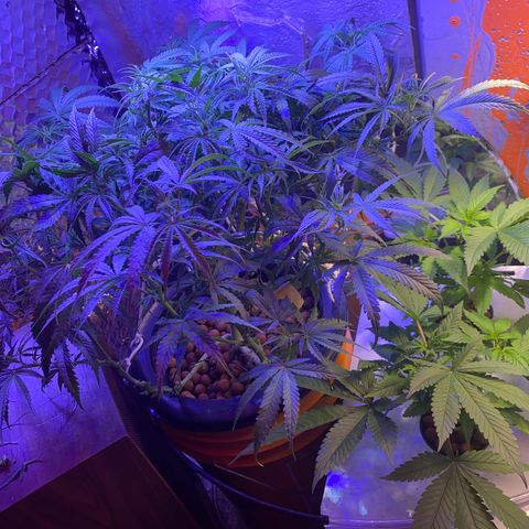 Lambs Clone growlog timeline photo