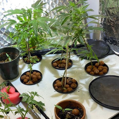 Amnesia Haze Clone growlog timeline photo