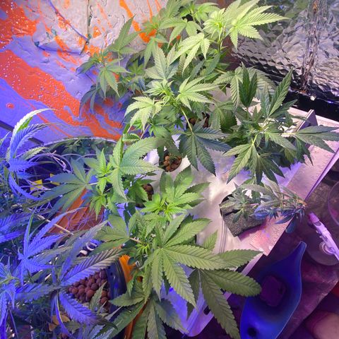 Unknown strain growlog photo: Sea of Green DWC 