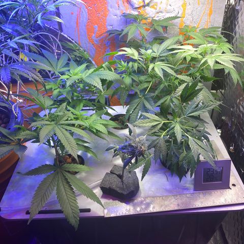 Unknown strain growlog photo: Sea of Green DWC 
