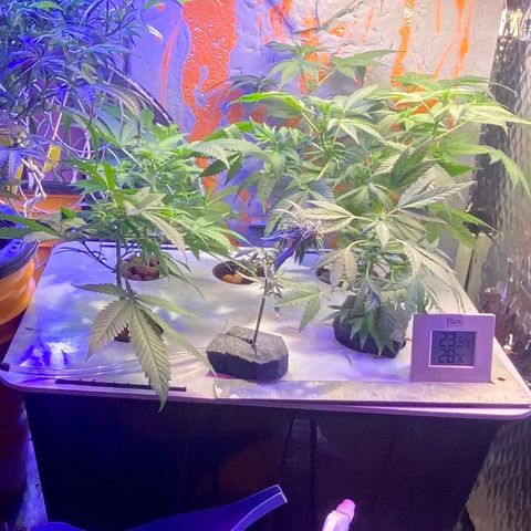 Unknown strain growlog photo: Sea of Green DWC 