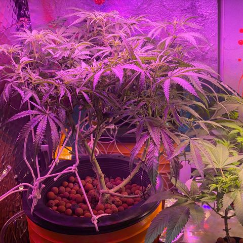 Lambs Clone growlog timeline photo