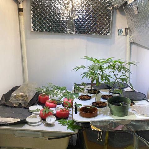 Amnesia Haze Clone growlog timeline photo