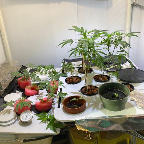 Amnesia Haze Clone growlog timeline photo