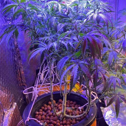 Lambs Clone growlog timeline photo