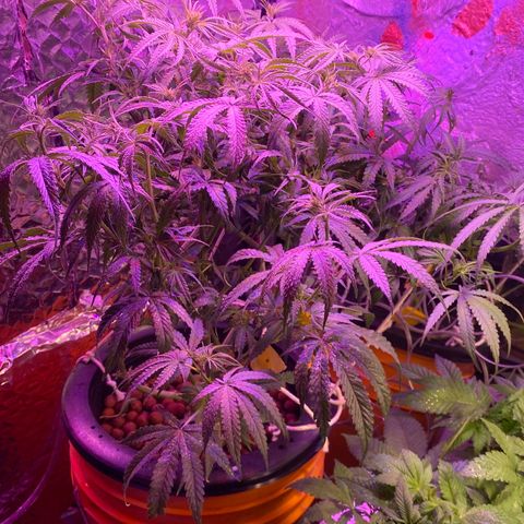 Lambs Clone growlog timeline photo