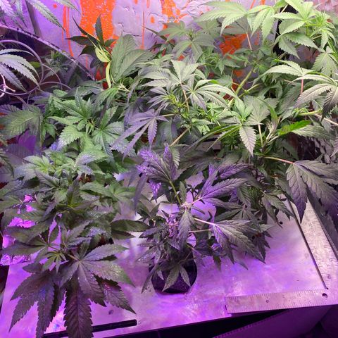 Unknown strain growlog timeline photo