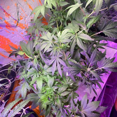 Unknown strain growlog timeline photo