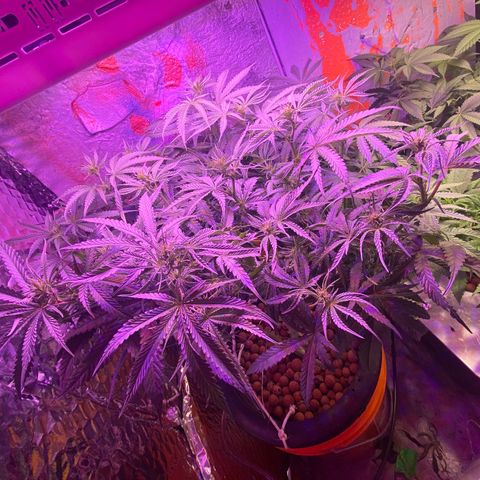 Lambs Clone growlog timeline photo