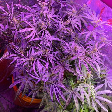 Lambs Clone growlog timeline photo