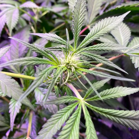 Unknown strain growlog photo: Female buds!