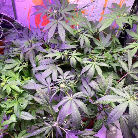 Unknown strain growlog photo: Female buds!