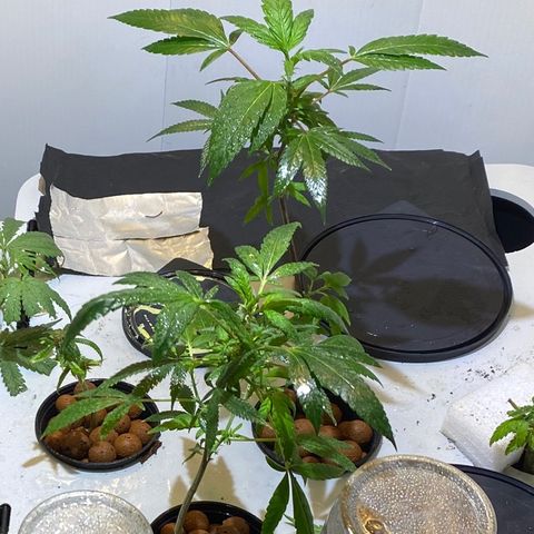 Amnesia Haze Clone growlog timeline photo
