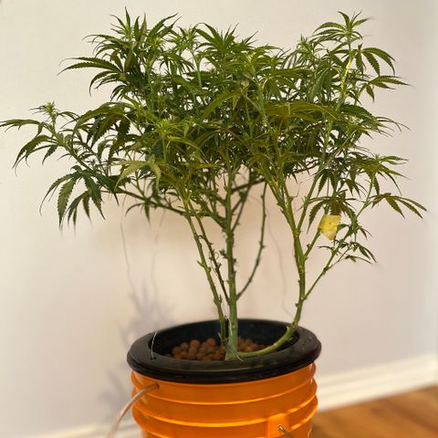 Lambs Clone growlog timeline photo