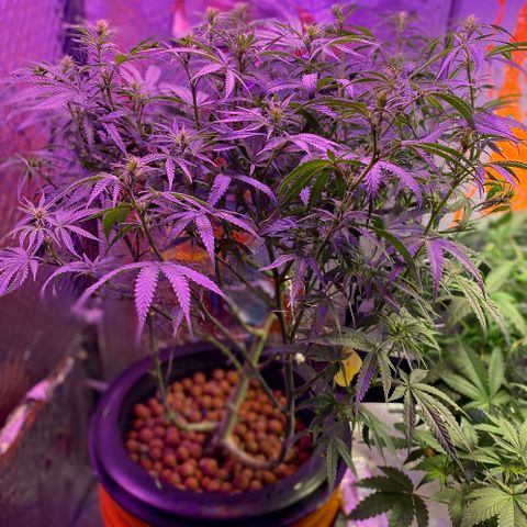 Lambs Clone growlog timeline photo