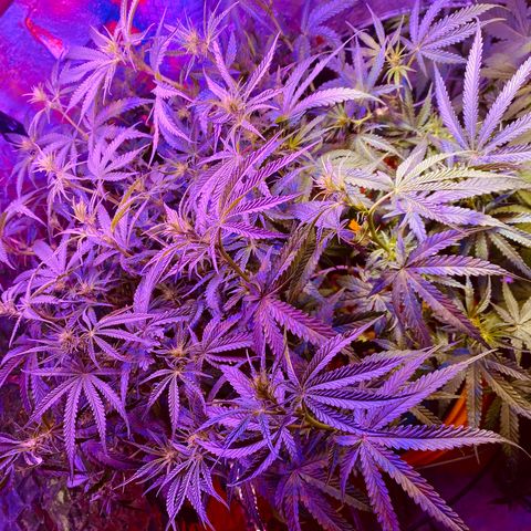 Lambs Clone growlog timeline photo