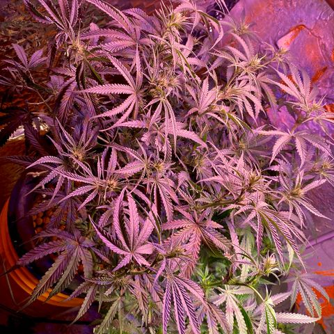 Lambs Clone growlog timeline photo