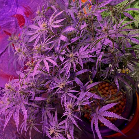 Lambs Clone growlog timeline photo
