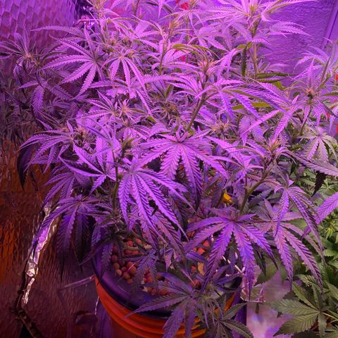 Lambs Clone growlog timeline photo