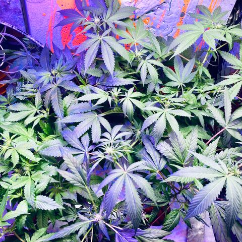 Unknown strain growlog photo: Sea of green