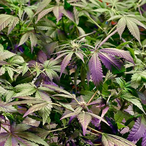 Unknown strain growlog photo: Sea of green