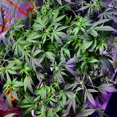 Unknown strain growlog photo: Sea of green