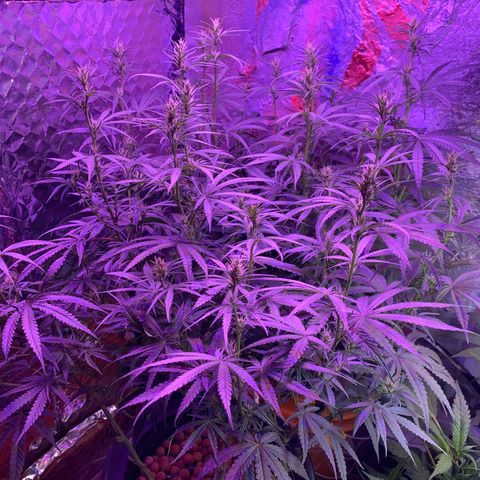 Lambs Clone growlog timeline photo