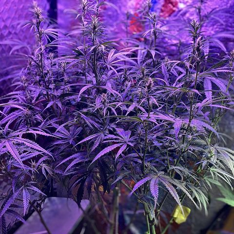 Lambs Clone growlog timeline photo