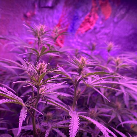 Lambs Clone growlog timeline photo