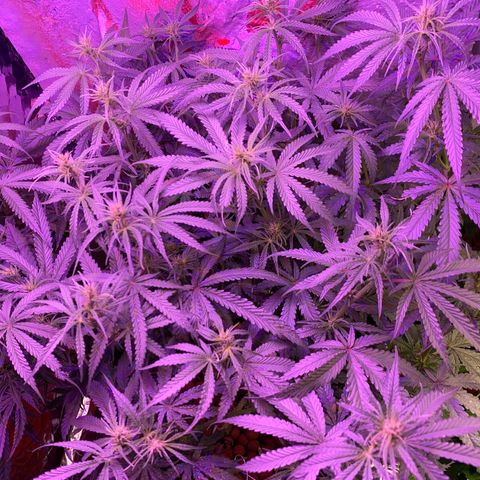 Lambs Clone growlog timeline photo