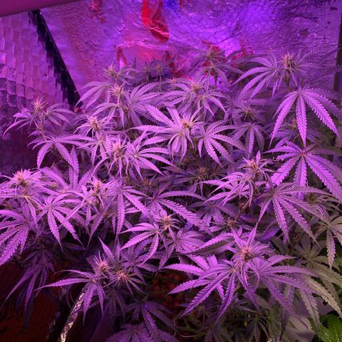Lambs Clone growlog timeline photo