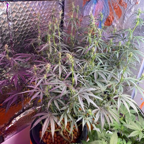 Lambs Clone growlog timeline photo