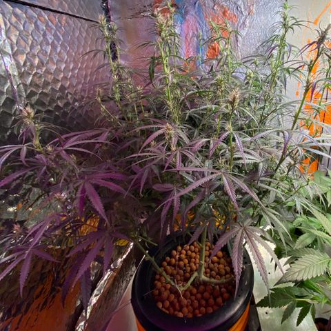 Lambs Clone growlog timeline photo