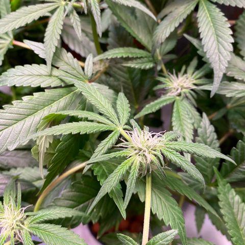 Unknown strain growlog timeline photo