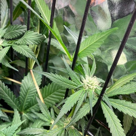 Unknown strain growlog timeline photo