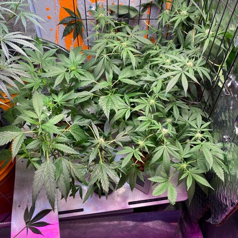 Unknown strain growlog timeline photo