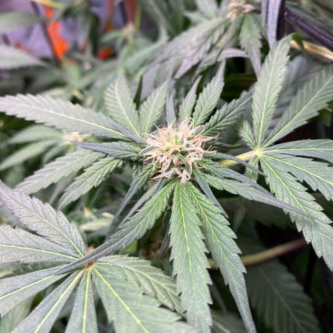 Unknown strain growlog timeline photo