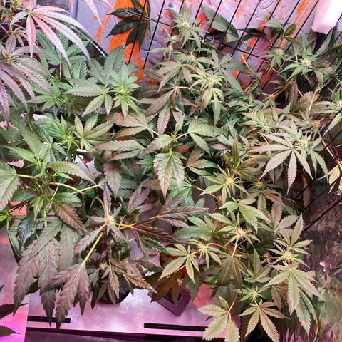 Unknown strain growlog timeline photo