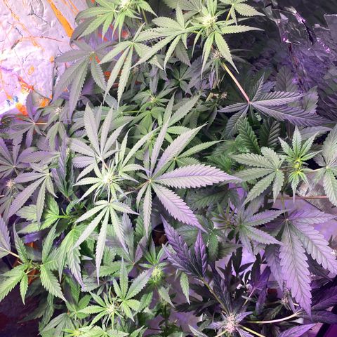 Unknown strain growlog timeline photo