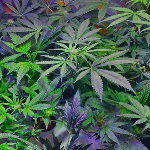 Unknown strain growlog timeline photo