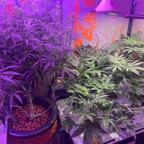 Unknown strain growlog timeline photo