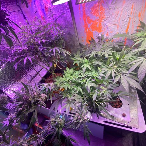Unknown strain growlog photo: Visitor