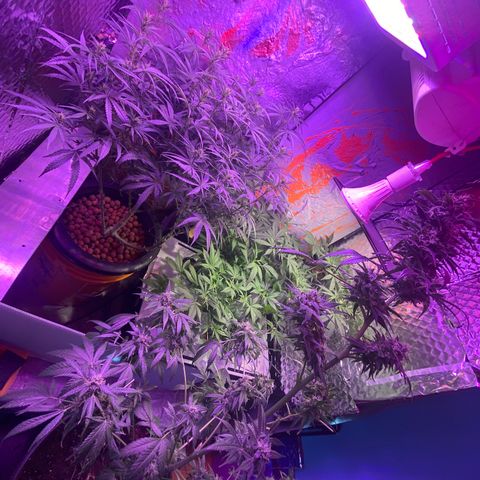 Unknown strain growlog photo: Visitor