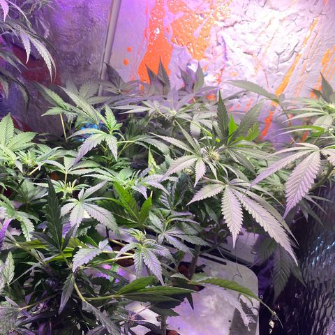 Unknown strain growlog photo: Visitor