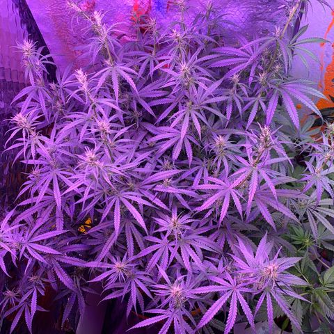 Lambs Clone growlog timeline photo